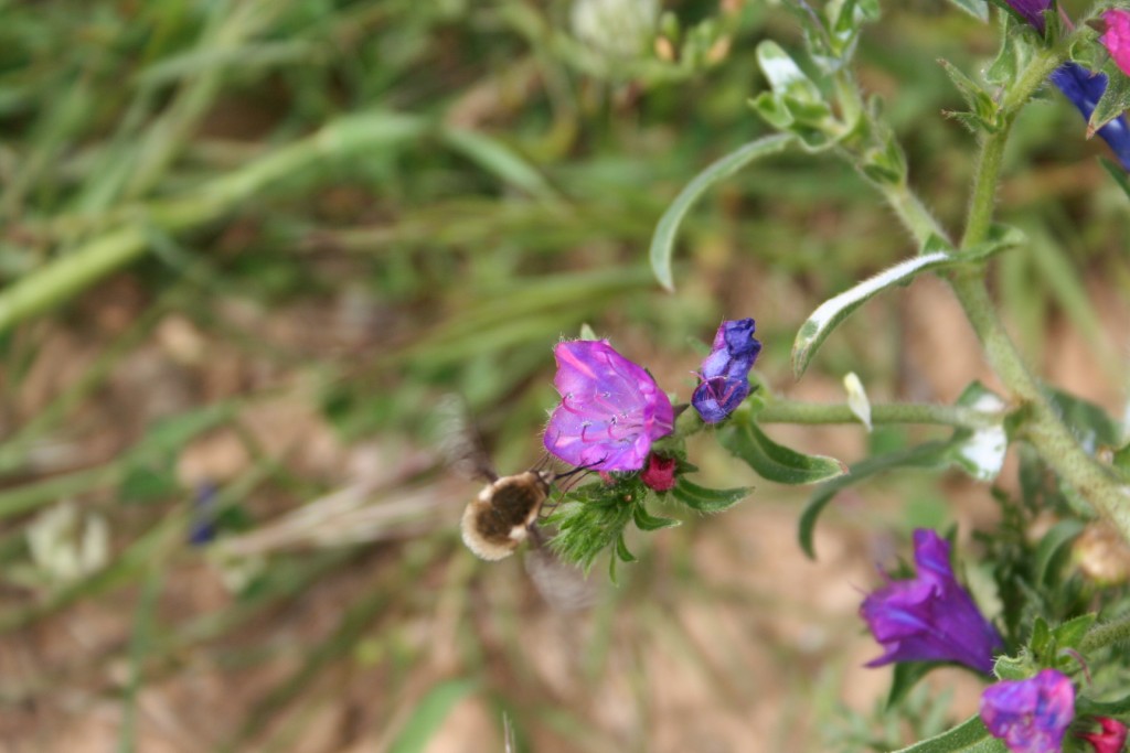 Bombylidae